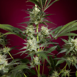 Black Dance von Reggae Seeds