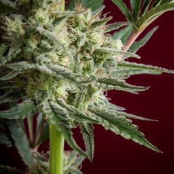 Black Dance von Reggae Seeds