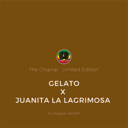 Gelato x Juanita la Lagrimosa - Reggae Seeds