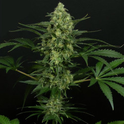 Criminal Plus von Ripper Seeds