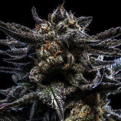 Zombie Kush Pflanze von Ripper Seeds