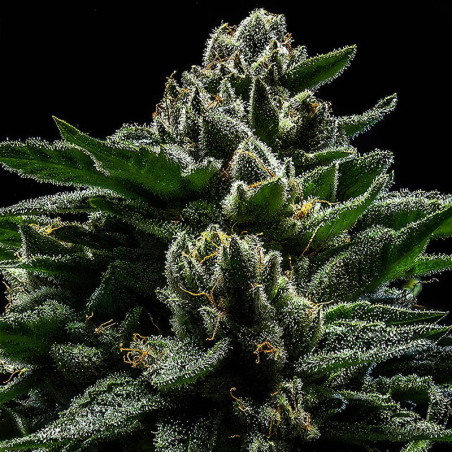 DO-G von Ripper Seeds