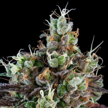 Sour Ripper de Ripper Seeds