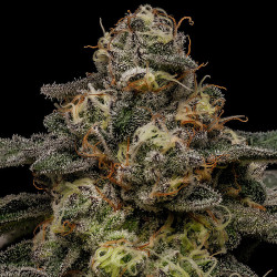 Semillas Zombie Bride de Ripper Seeds