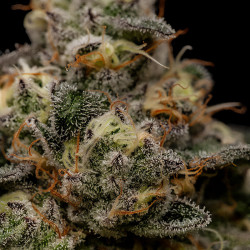 Semillas Zombie Bride de Ripper Seeds