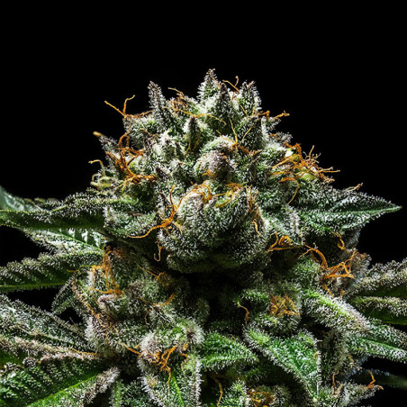 CHEMPIE de Ripper Seeds