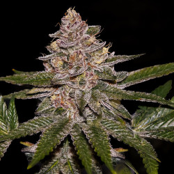 Radical Juice de Ripper Seeds