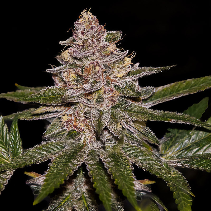 Radical Juice - Ripper Seeds