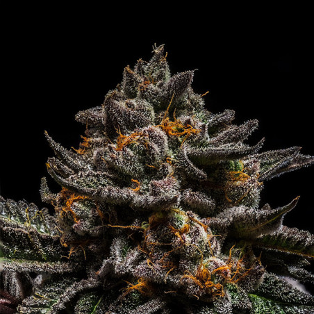 Brain Cake de Ripper Seeds