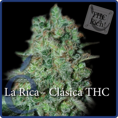 La Rica THC von Elite Seeds