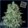 La Rica THC - Dutch Passion