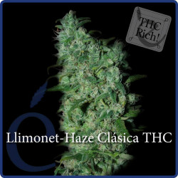 Llimonet Haze THC von Dutch Passion