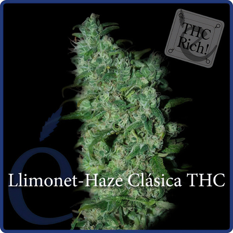 Llimonet Haze THC - Dutch Passion