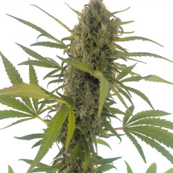 Gorilla Snow Ultra CBD von Dutch Passion