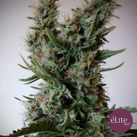 Jack Ultra CBD von Elite Seeds