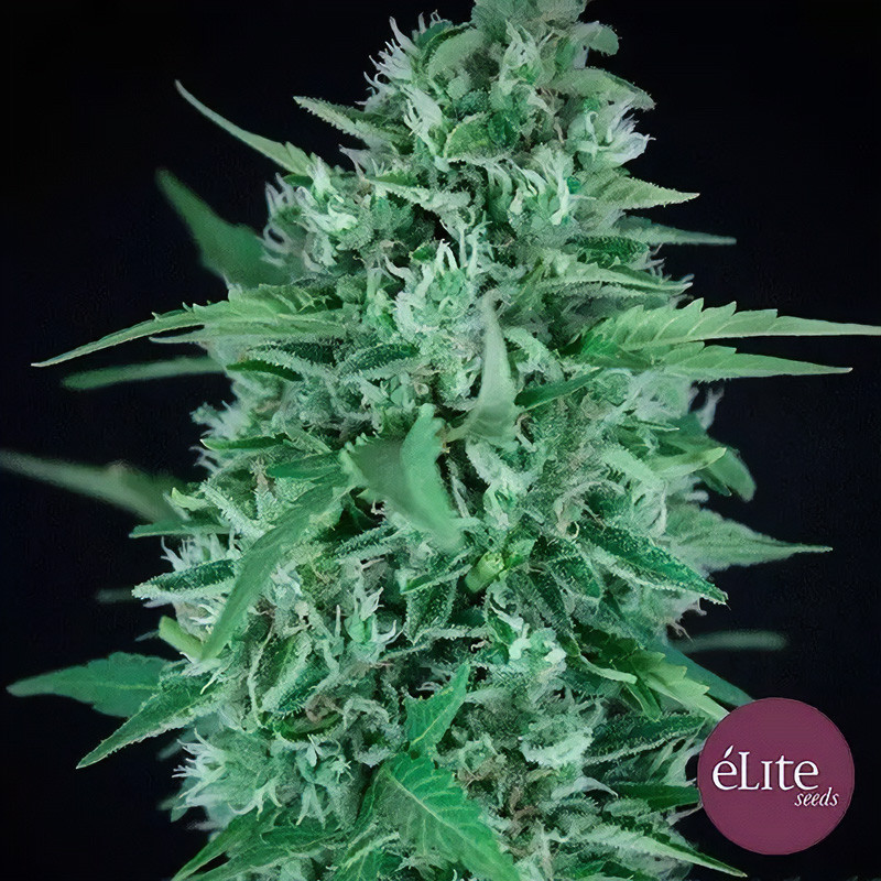 La Rica Auto CBD - Dutch Passion