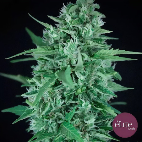 La Rica Auto CBD von Elite Seeds