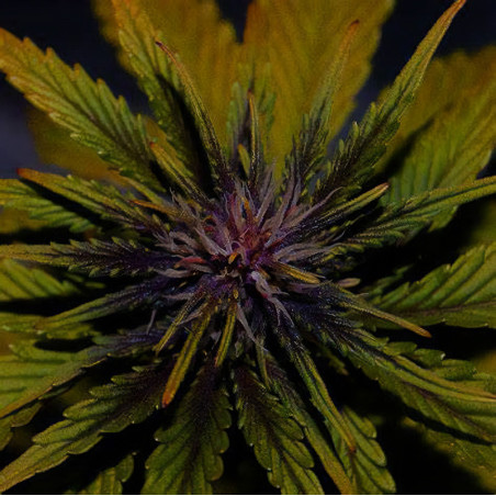 Dark Rose CBD Auto von Elite Seeds