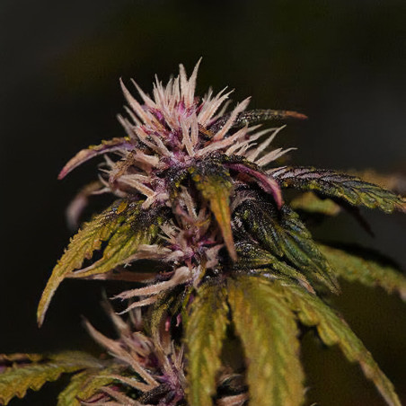 Dark Rose CBD Auto - Dutch Passion