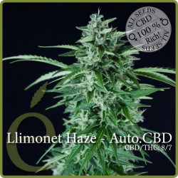 Llimonet Haze CBD Auto von Elite Seeds