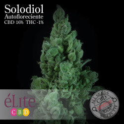 Solodiol CBD Auto von Elite Seeds