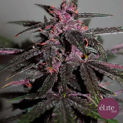 Purplediol Auto CBD - Elite Seeds