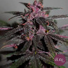 Purplediol Auto CBD - Elite Seeds