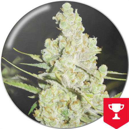 1024 di Medical Seeds