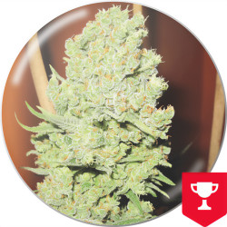 Canal + de Medical Seeds