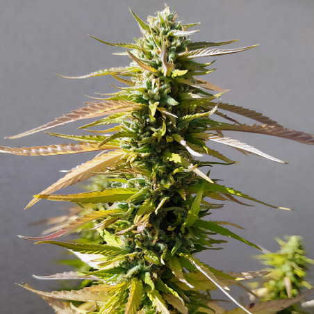 Channel + – Medical Seeds