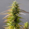 Channel + – Medical Seeds