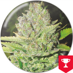 Devil Fruit Medical Seeds