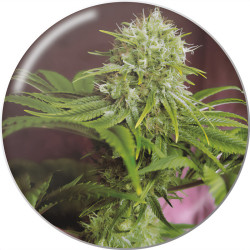 Elixir Vitae CBD di Medical Seeds