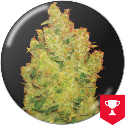 Jack La Mota von Medical Seeds