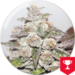 Mendocino Purple Kush di Medical Seeds