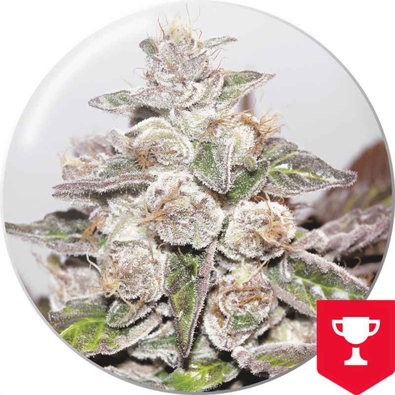 Mendocino Purple Kush - Medical Seeds