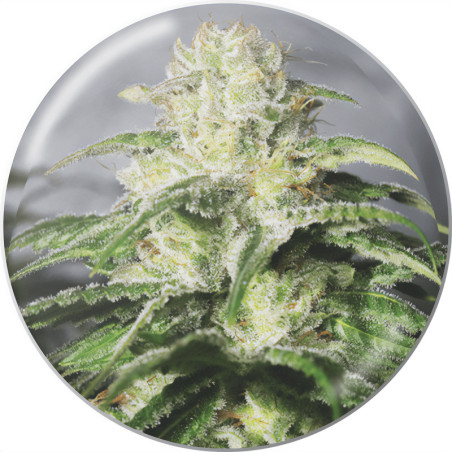 OG Kush CBD de Medical Seeds