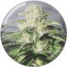 OG Kush CBD – Medical Seeds