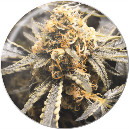 Recovery -CBD von Medical Seeds