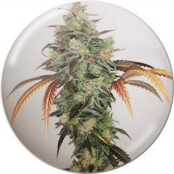 Y Grecia CBD 2.0 von Medical Seeds