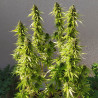 Y Griega CBD 2.0 - Medical Seeds