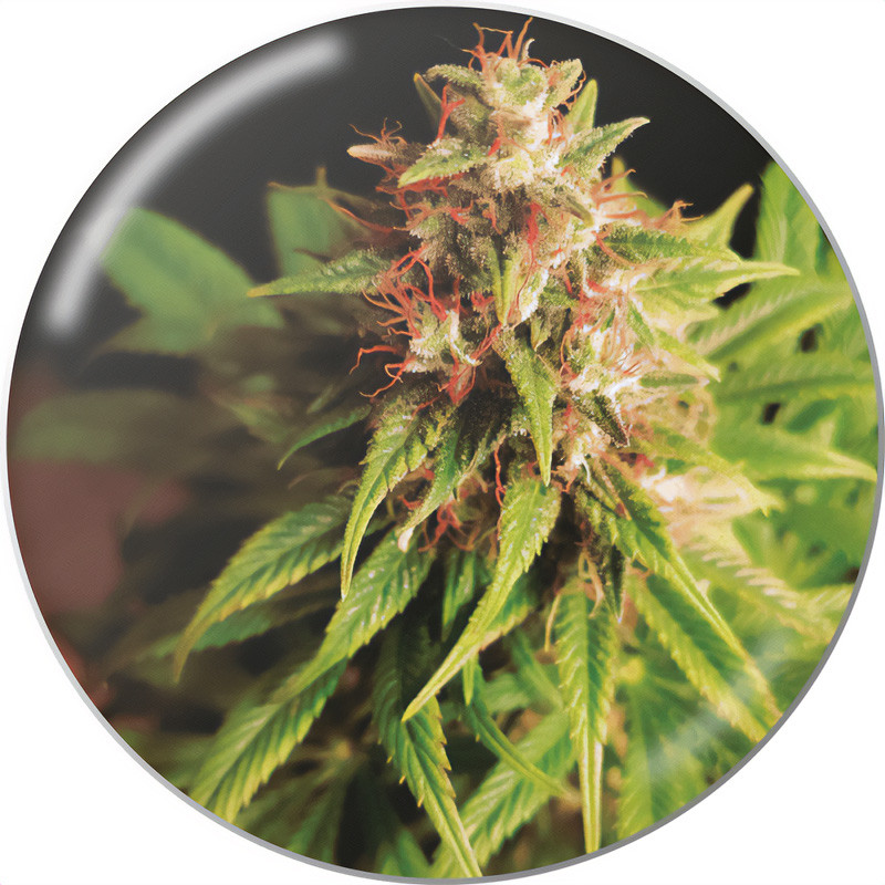 Red Cross CBD - Medical Seeds