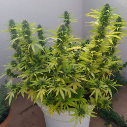 Red Cross CBD di Medical Seeds