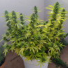 Red Cross CBD - Medical Seeds