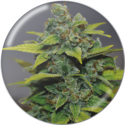 Plátano -Zkittlez de Medical Seeds