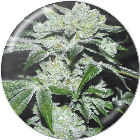 Colla acida di Medical Seeds