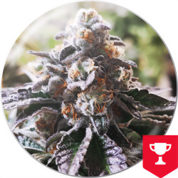 Purple Punch Cookies von Medical Seeds