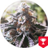 Galletas de ponche morado – Medical Seeds