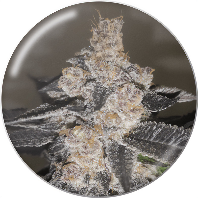 Gelato 242 – Semi Medici