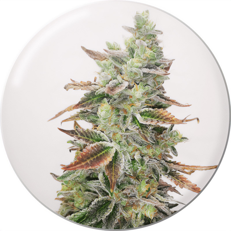 Banana Purp – Semillas Medicinales